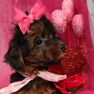 Yorkiepoo Puppy Holly