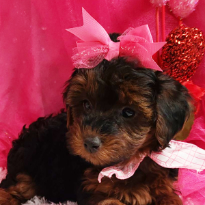 Yorkiepoo Puppy Holly