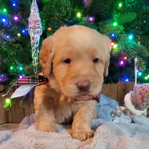 Labradoodle Puppy Winter