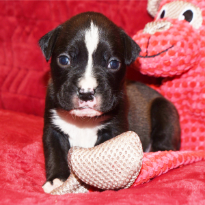 Boxer Puppy Meatloaf