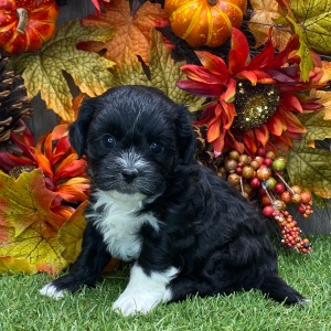 Shichon Puppy Gerry