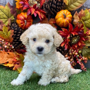 Havanese Puppy Vance