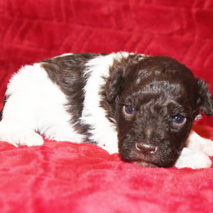 Miniature Schnauzer Puppy Hugh