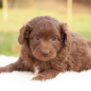 Aussiedoodle Puppy Elly