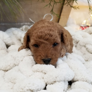 Poodle Puppy Twinkie
