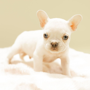 French Bulldog Puppy Boki