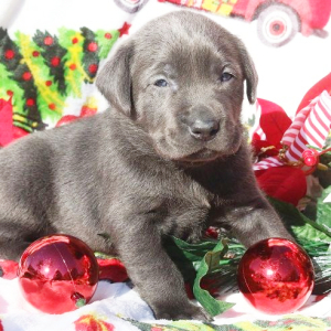 Labrador Retriever Puppy Carbon