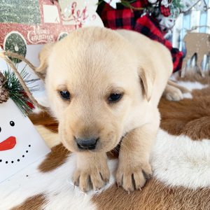 Labrador Retriever Puppy Sage