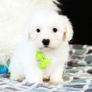 Coton de Tulear Puppy Lakota