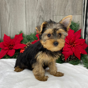 Yorkshire Terrier Puppy Rose