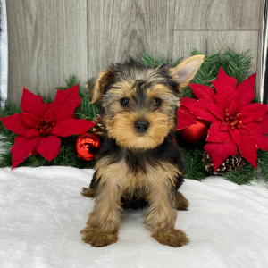 Yorkshire Terrier Puppy Rose