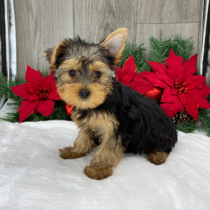 Yorkshire Terrier Puppy Rose