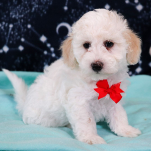 Bichonpoo Puppy Wally