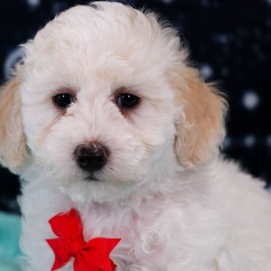 Bichonpoo Puppy Wally