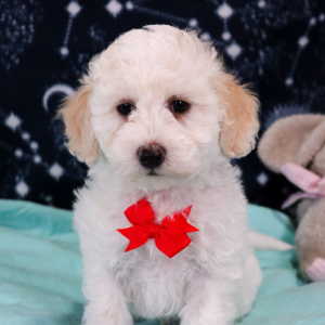 Bichonpoo Puppy Wally