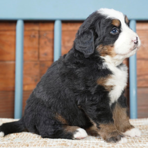 Bernese Mountain Dog Puppy Gordy