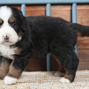 Bernese Mountain Dog Puppy Gordy