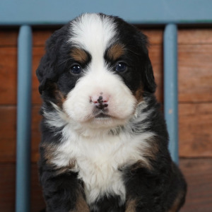 Bernese Mountain Dog Puppy Gordy