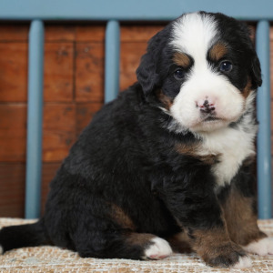 Bernese Mountain Dog Puppy Gordy