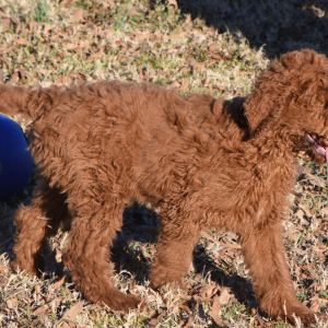 Poodle Puppy Newton