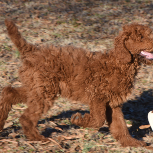 Poodle Puppy Newton