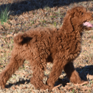 Poodle Puppy Newton