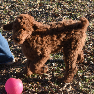 Poodle Puppy Newton