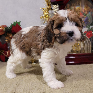 Cavapoo Puppy Little Abby