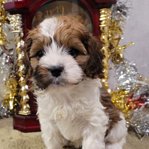Cavapoo Puppy Little Abby