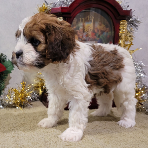 Cavapoo Puppy Little Abby