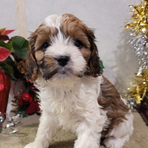 Cavapoo Puppy Little Abby