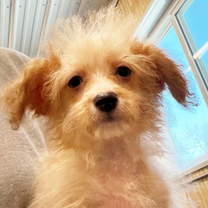 Aussiedoodle Puppy Perry