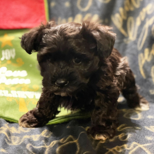 Havanese Puppy Stella