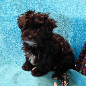 Havanese Puppy Stella