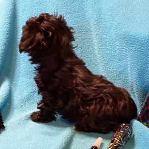 Havanese Puppy Stella