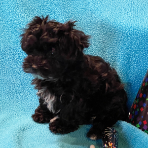 Havanese Puppy Stella