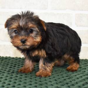 Yorkshire Terrier Puppy Lilly