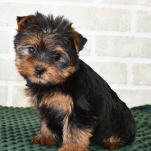Yorkshire Terrier Puppy Lilly