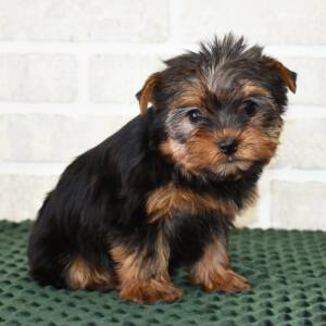 Yorkshire Terrier Puppy Lilly