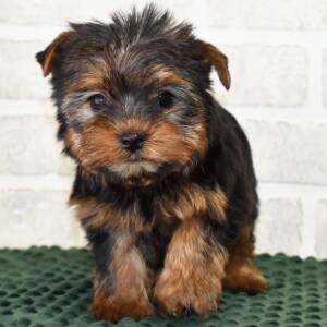 Yorkshire Terrier Puppy Lilly