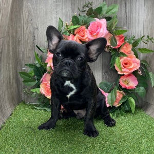 French Bulldog Puppy Ritz