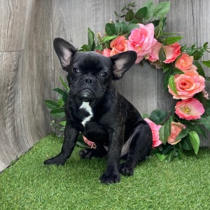 French Bulldog Puppy Ritz
