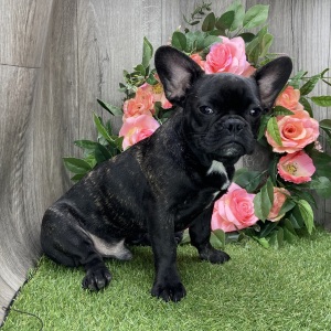 French Bulldog Puppy Ritz