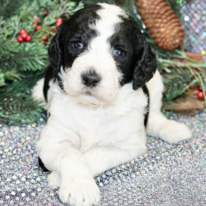 Goldendoodle Puppy Zoey