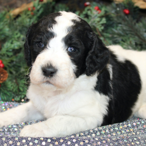 Goldendoodle Puppy Zoey