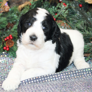 Goldendoodle Puppy Zoey