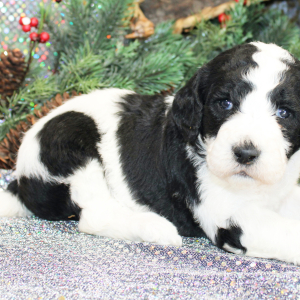 Goldendoodle Puppy Zoey
