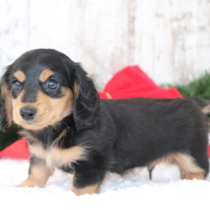 Dachshund Puppy Mister Ed