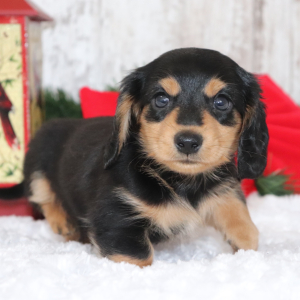 Dachshund Puppy Mister Ed