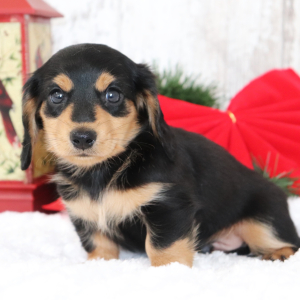 Dachshund Puppy Mister Ed